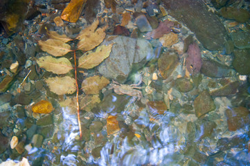 Autumn leaf in the cold water of a mountain river. Caucasian vacation vacation rocky bottom