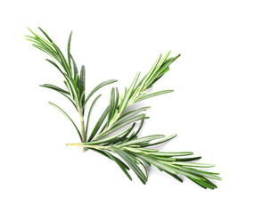 Fresh rosemary on white background