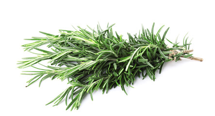 Fresh rosemary on white background
