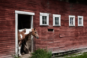 A horse about to come out from an old wethered red barn © David Halgrimson
