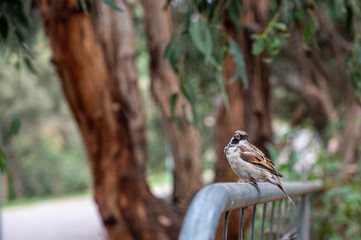 Male sparrow perched on metal fence at Kennett River, Great Ocean Road, Australia