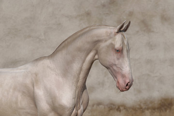 Cremello Akhal Teke stallion portrait against textured old vintage wall.