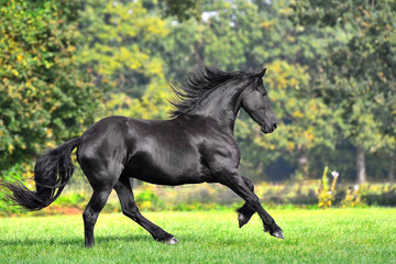 Obraz na płótnie Canvas Black friesian horse with long mane runs in the blooming green garden in spring. Animal in motion.