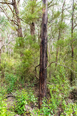 Obraz premium Regrowth of trees following the forest fires of 2019 and 2020, Great Otway National Park, Australia