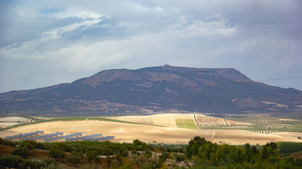 Panoramic aerial view of crop of irrigated fruit trees in open fields