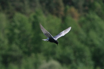 Black tern (Chlidonias niger) flying 