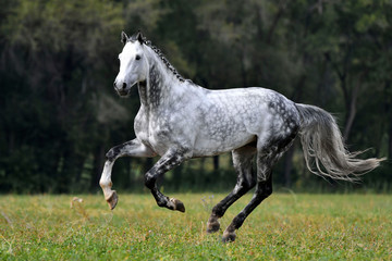 Obraz na płótnie Canvas Dappled grey horse with plated mane running through the field in summer. Animal in motion.