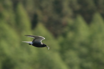 Black tern (Chlidonias niger) flying 