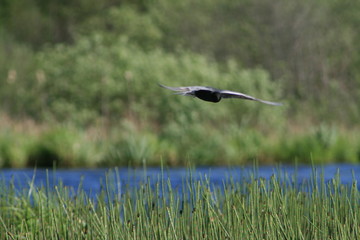 Black tern (Chlidonias niger) flying 
