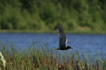 Black tern (Chlidonias niger) flying 
