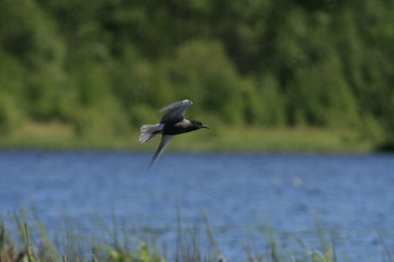 Black tern (Chlidonias niger) flying 