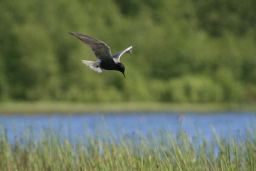 Black tern (Chlidonias niger) flying 