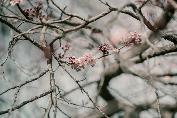 Blooming cherry sakura trees pink and white. Cherry blossoms. Denver city views during Spring time. Spring season. Beautiful bloom trees in park. Historical views. Pink and white petals on cherry tree