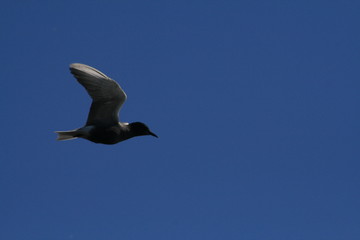 Black tern (Chlidonias niger) flying 