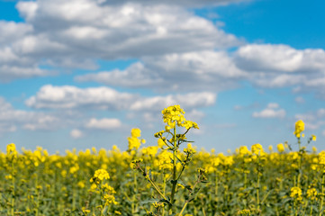 Obraz premium Vibrant bright colored fields of yellow rapeseed flowers