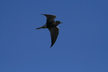 Black tern (Chlidonias niger) flying 