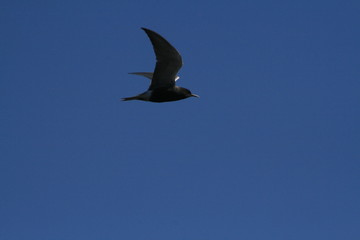 Black tern (Chlidonias niger) flying 