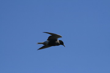 Black tern (Chlidonias niger) flying 