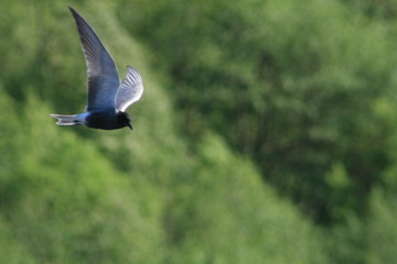 Black tern (Chlidonias niger) flying 