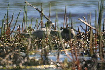Black tern (Chlidonias niger) flying 