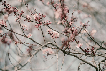 Blooming cherry sakura trees pink and white. Cherry blossoms. Denver city views during Spring time. Spring season. Beautiful bloom trees in park. Historical views. Pink and white petals on cherry tree