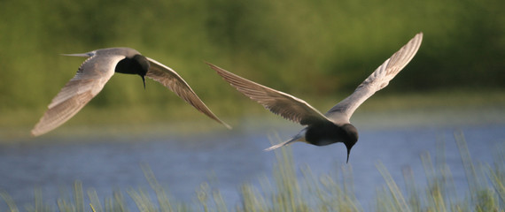 Black tern (Chlidonias niger) flying 