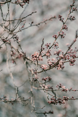 Blooming cherry sakura trees pink and white. Cherry blossoms. Denver city views during Spring time. Spring season. Beautiful bloom trees in park. Historical views. Pink and white petals on cherry tree