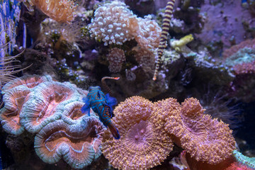 The Shedd Aquarium is a popular Tourist Attraction in Downtown Chicago