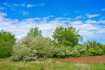 A treeline of flowering apple trees and pin cherry along a farm field in rural Prince Edward Island, Canada.