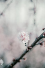 Blooming cherry sakura trees pink and white. Cherry blossoms. Denver city views during Spring time. Spring season. Beautiful bloom trees in park. Historical views. Pink and white petals on cherry tree