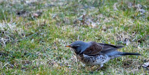 Kwiczoł, Turdus pilaris, średniej wielkości ptak wędrowny z rodziny drozdowatych © Dreamnordno