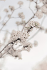 Blooming cherry sakura trees pink and white. Cherry blossoms. Denver city views during Spring time. Spring season. Beautiful bloom trees in park. Historical views. Pink and white petals on cherry tree