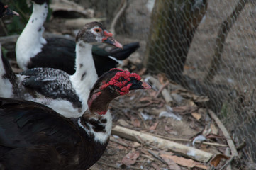 Ducks family
