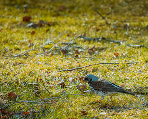 Kwiczoł, Turdus pilaris, średniej wielkości ptak wędrowny z rodziny drozdowatych © Dreamnordno