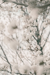 Blooming cherry sakura trees pink and white. Cherry blossoms. Denver city views during Spring time. Spring season. Beautiful bloom trees in park. Historical views. Pink and white petals on cherry tree