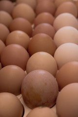 lots of eggs, chicken egg tray, Easter eggs