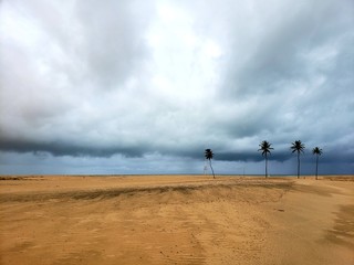 deserto, palmeiras, coqueiros, tempestade