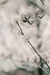 Blooming cherry sakura trees pink and white. Cherry blossoms. Denver city views during Spring time. Spring season. Beautiful bloom trees in park. Historical views. Pink and white petals on cherry tree