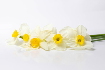 Fototapeta na wymiar Yellow narcissus isolated on white background. Spring flowers close-up, copy space