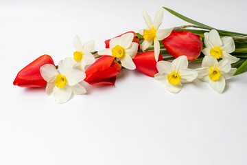 Red tulips and yellow narcissus flowers isolated on white background. Close-up, copy space