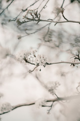 Blooming cherry sakura trees pink and white. Cherry blossoms. Denver city views during Spring time. Spring season. Beautiful bloom trees in park. Historical views. Pink and white petals on cherry tree