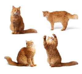 adult fluffy ginger cat in various poses, animal isolated on a white background