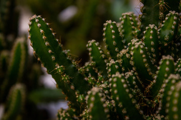 Cactus