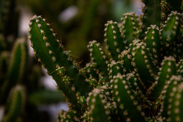 Cactus