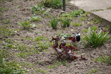 Naklejka na ściany i meble Ptak w ogrodzie ,wizytacja w ogrodzie ,ptactwo ,pliszka ,ptak pliszka