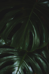 Texture of monstera leaf on dark background.