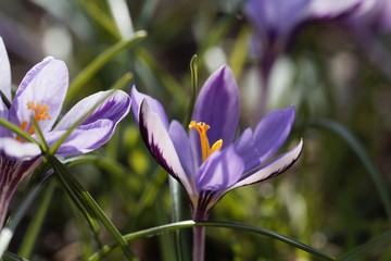 Flower of a Crocus minimus