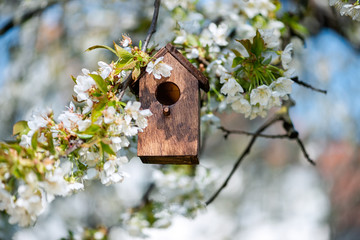 Birdhouse in spring with blossom cherryflower