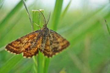 Nahansicht eines männlichen Heidespanners