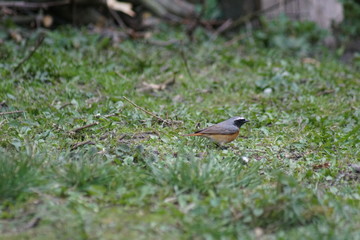 wróbel ,ptak budujący gniazdo ,ptak  na drzewie ,ptak na pieniu ,wróbel ,wróbel z pierzem